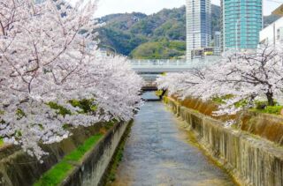 まだまだ肌寒い日が続いており、少し気が早いと思われるかもしれませんが・・・
本日はお花見スポットの紹介をしたいと思います♪

一番のオススメは、ユニオンホテルからも近い「生田川沿い」です。新神戸にかけての生田川沿いには、美しい桜が無数に咲き誇ります。夜にはライトアップされているので夜桜もオススメです。

春の訪れが待ち遠しいですね。

#神戸三宮ユニオンホテル
#神戸
#lovehyogo
#ビジネスホテル
#unionhotel
#kobe
#三宮